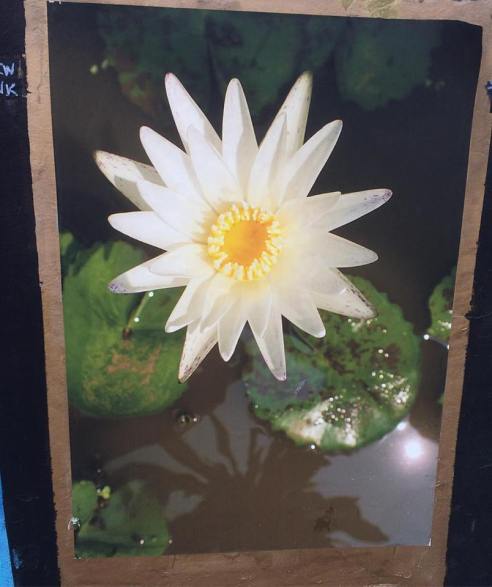 2017 - Samantha Arnull