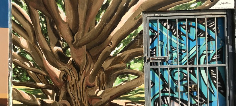 2017 – Moreton Bay Fig&nbsp;Tree